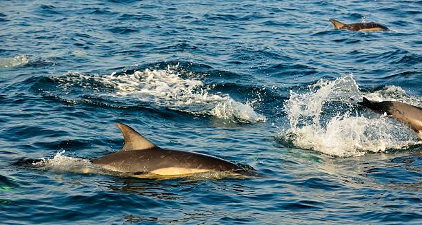 istock Group of dolphins hunting for fish 508951964