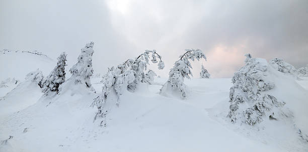 istock Freshly fallen snow covers the branches of trees. 508951996