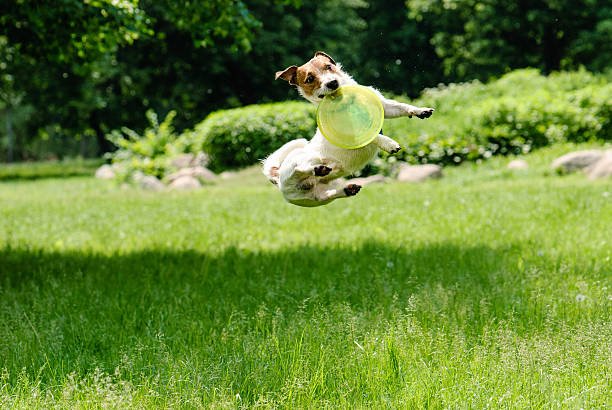 istock Dog catching frisbee at a high jump 508952252