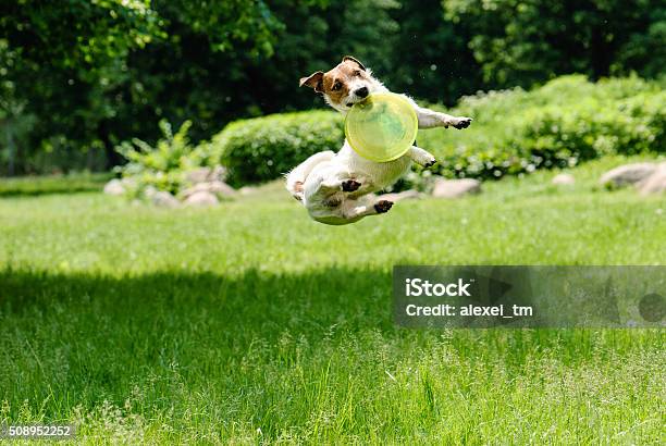 Dog Catching Frisbee At A High Jump Stock Photo - Download Image Now - Agility, Dog, Group Of Objects