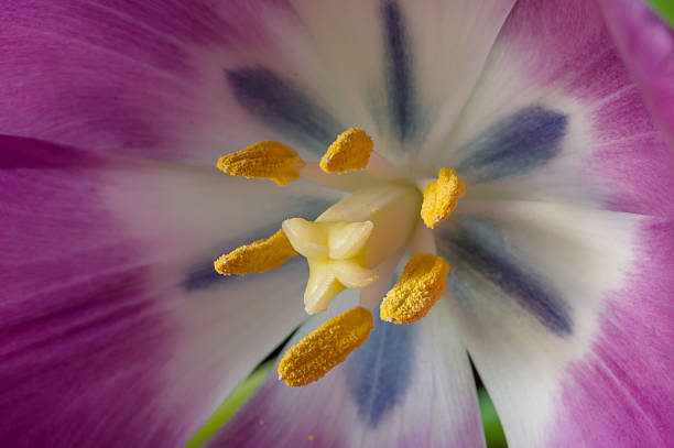 istock Purple Tulip close-up 508952932