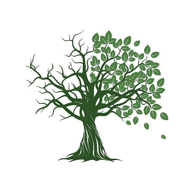 ilustrações, clipart, desenhos animados e ícones de velha árvore com verde folhas, raízes. ilustração vetorial. - meio cheio