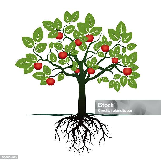 Young Green Tree Roots And Red Apples Vector Illustration Stock Illustration - Download Image Now