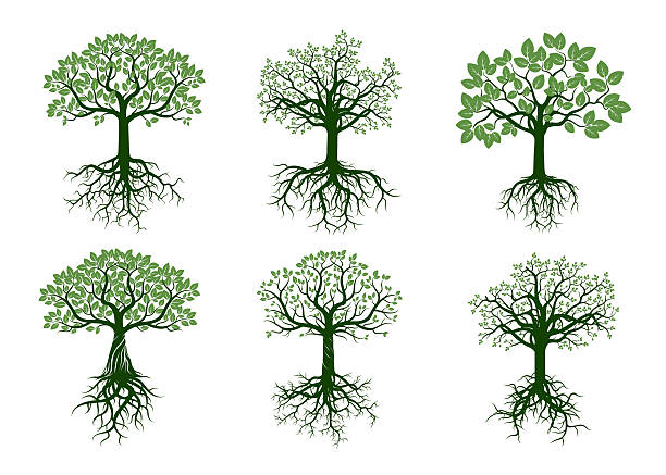 ilustrações, clipart, desenhos animados e ícones de conjunto de árvores verdes e raízes. ilustração vetorial. - criação