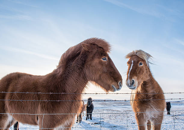 islandés caballos en la nieve - horse iceland winter snow fotografías e imágenes de stock