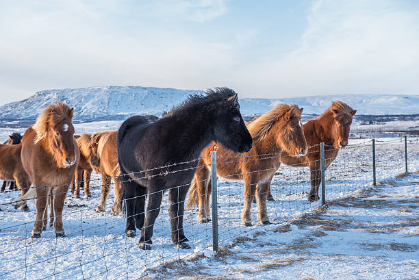 cavalo islandês na neve - horse iceland winter snow - fotografias e filmes do acervo