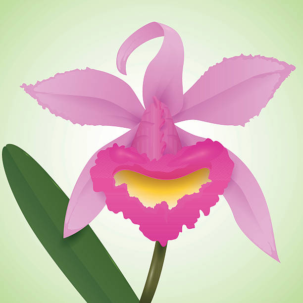 Pink Orchid Isolated in Green Background Beauty pink orchid cattleya isolated in green background. cattleya magenta orchid tropical climate stock illustrations