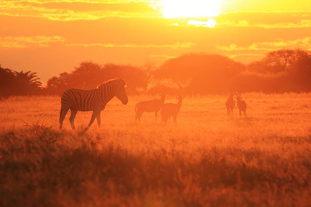 istock Zebra - African Wildlife Background and Silhouette 508958346