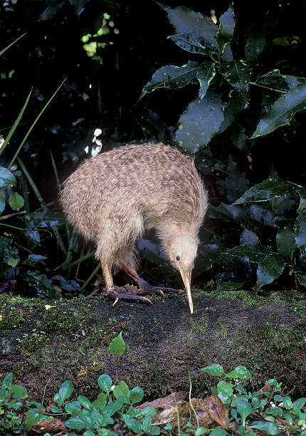 Little spotted kiwi Little spotted kiwi, north island New Zealand mini kiwi stock pictures, royalty-free photos & images