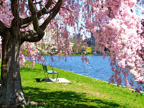 A park bench invites you to sit and view the cherry blossoms in full bloom along the Charles River in Boston, MA. The blossoms appear luminous in the bright springtime sunlight. 