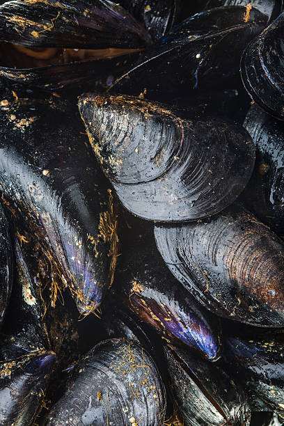 istock Fresh uncooked common mussels as background 508960040