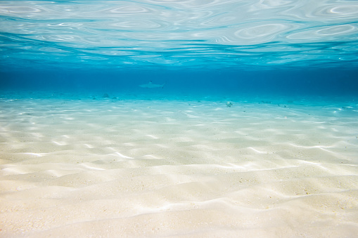 underwater background with sandy sea bottom