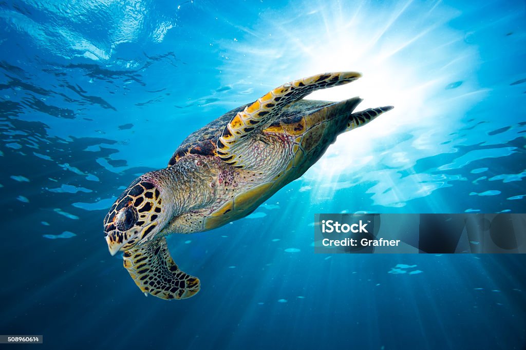 hawksbill sea turtle dive down into the deep blue ocean hawksbill sea turtle dive down into the deep blue ocean against the sunlight Hawksbill Turtle Stock Photo
