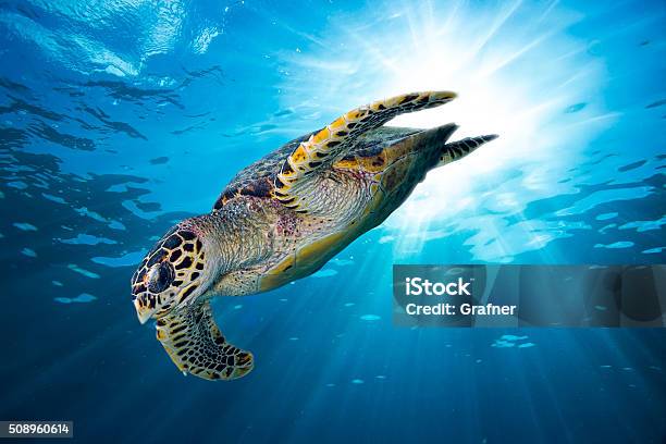 Hawksbill Sea Turtle Dive Down Into The Deep Blue Ocean Stock Photo - Download Image Now