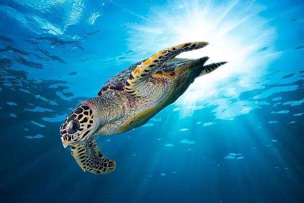 hawksbill sea turtle dive down into the deep blue ocean against the sunlight