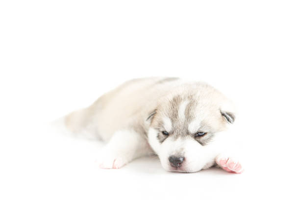 istock Siberian husky puppie on white background 508960748