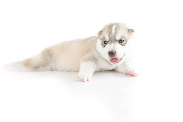 istock Siberian husky puppie on white background 508960754
