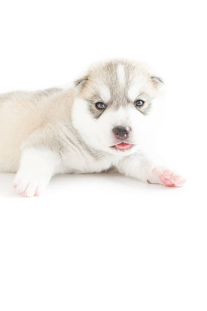 istock Siberian husky puppie on white background 508960768