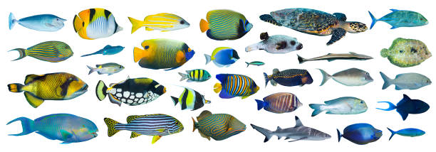 tropical fish collection collection of tropical fishes on white background blacktip reef shark stock pictures, royalty-free photos & images