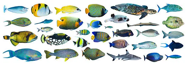 collection of tropical fishes on white background