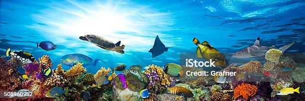 Colorata Barriera Corallina Con Tanti Pesci - Fotografie stock e altre immagini di Mare - Mare, Multicolore, Paesaggio