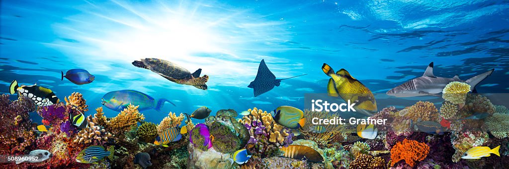colorful coral reef with many fishes colorful coral reef with many fishes and sea turtle Sea Stock Photo