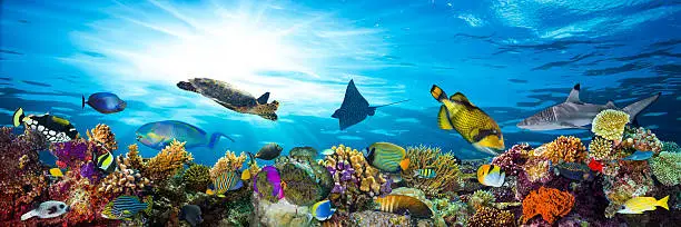 Photo of colorful coral reef with many fishes