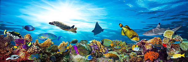 แนวปะการังที่มีสีสันพร้อมปลามากมาย - ปลาเขตร้อน ปลาน้ำเค็ม ภาพสต็อก ภาพถ่ายและรูปภาพปลอดค่าลิขสิทธิ์