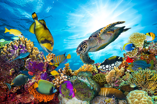 Colorido coral reef con muchos fishes photo