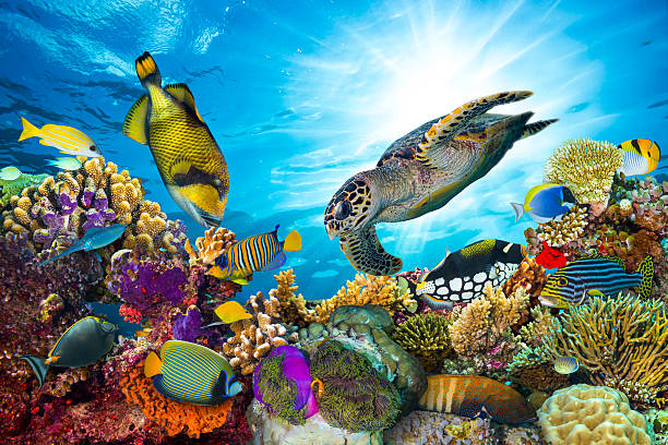 colorful coral reef with many fishes colorful coral reef with many fishes and sea turtle sea life stock pictures, royalty-free photos & images