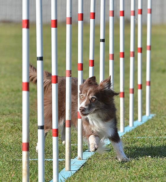 istock Border Collie at a Dog Agility Trial 508961562
