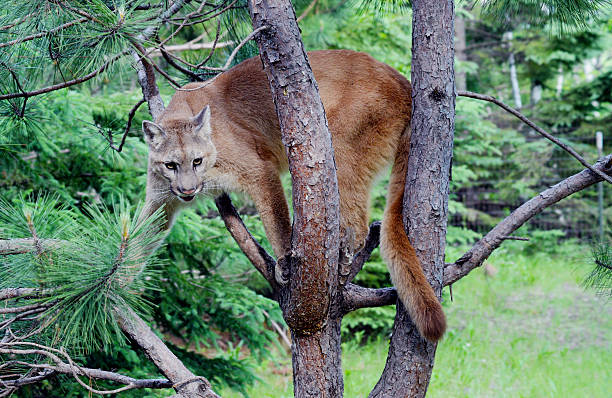 istock Adult Mountain Lion up a tree. 508961806