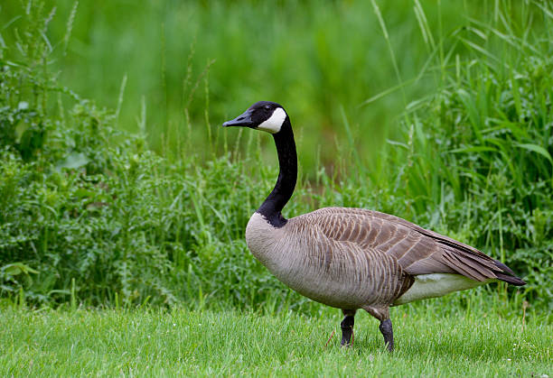 Photo of Adult Canada Goose in green grass.