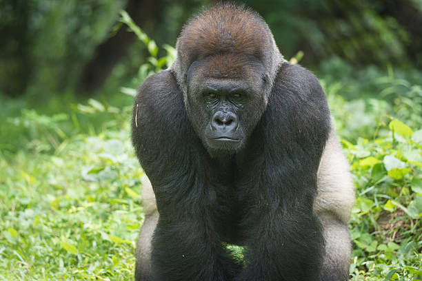istock Western Lowland Silverback Gorilla Close Up 508962054
