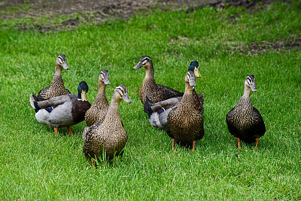 istock Flock of Canada Geese Birds in green grass. 508962084