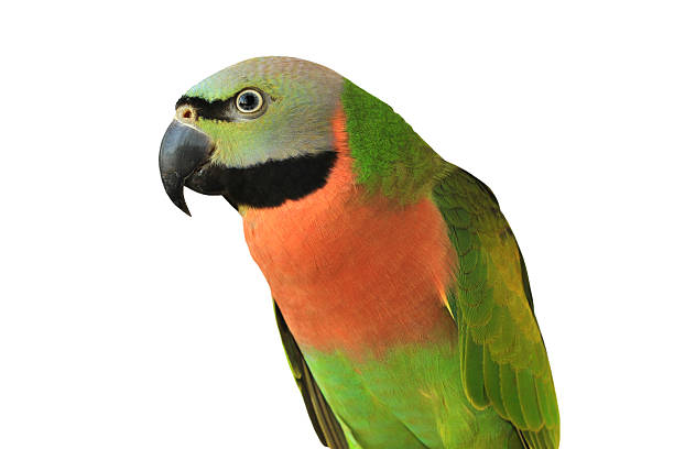 istock Closeup female Red-breasted Parakeet 508962346