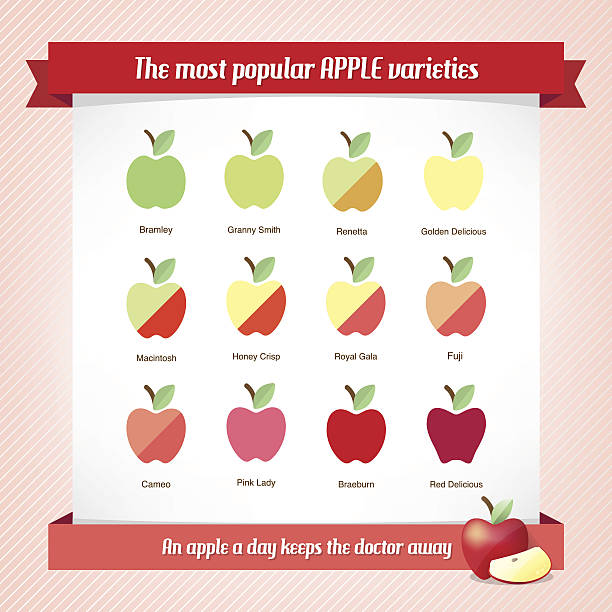 Apple varieties Apple varieties vector set with saying at bottom royal gala apple stock illustrations