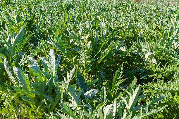 Artichokes vegetable plants field in the Mediterranean island of Crete.