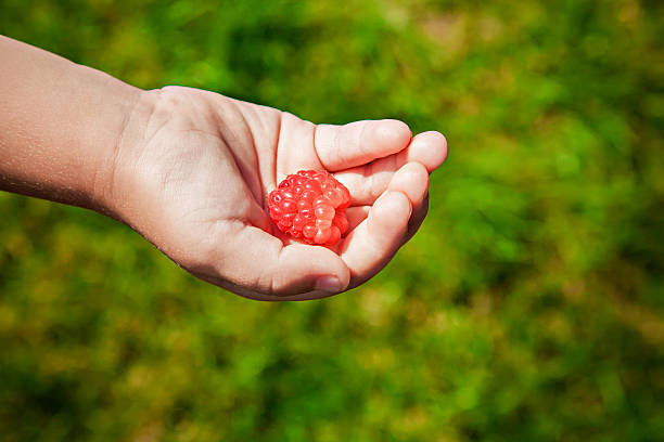 One ripe raspberry in the child's hand