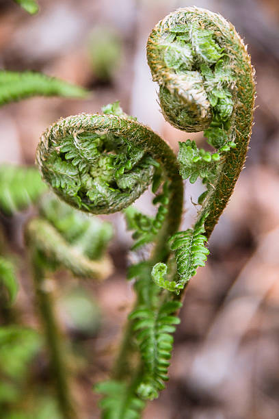 istock Two Fern Buds 508962660