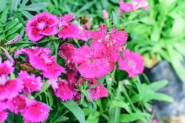 istock Dianthus chinensis flower 508963408