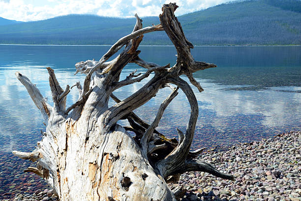 istock Tree stump rests near a clear blue lake. 508963436