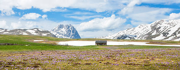 クロッカス、キャビンと コルノ campo grande 」－imperatore 、abruzzi - snow crocus flower spring ストックフォトと画像