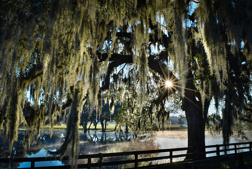Sunlight filters through live oak trees and spanish moss on the edge of a misty pond at dawn on a cold winter day in Ocala, Florida.