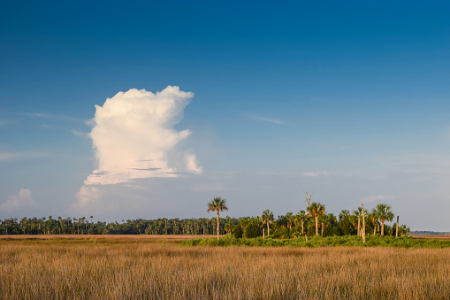 An isolated thunderstorm develops over over sabal palms and wetlands near Crystal River, Florida.