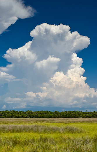 Dramatic thunderclouds rise over wetlands in Florida with salt grass and palm trees in the foreground.