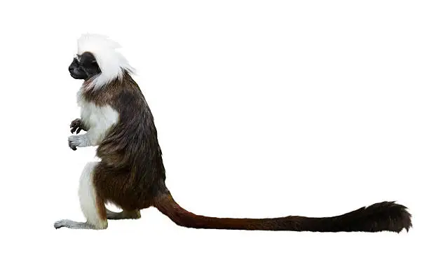 Cotton-top tamarin. Isolated over white background