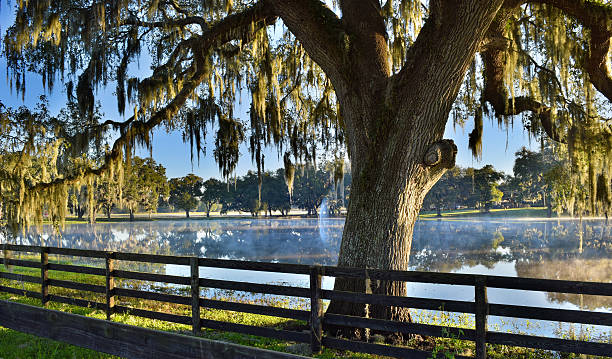 Live Oak and Spanish Moss A live oak tree and spanish moss on the edge of a misty pond at dawn with a four-board fence in the foreground. live oak tree stock pictures, royalty-free photos & images