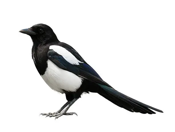 Eurasian magpie (Pica pica) over white background