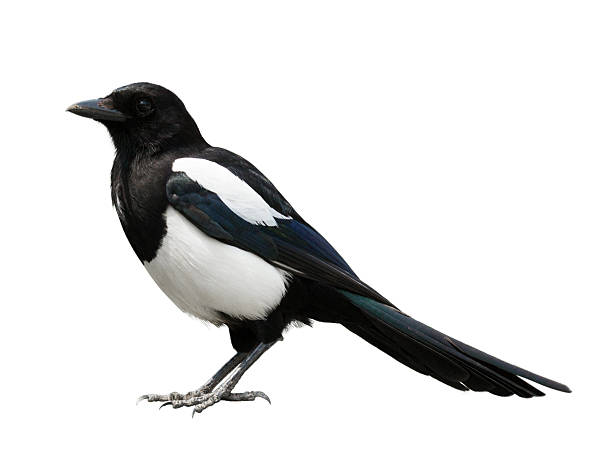 magpie eurasiático - pega rabuda - fotografias e filmes do acervo